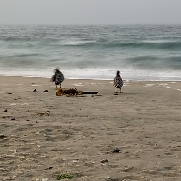 Meet your Posher, Bridget - Picture 1 of 1